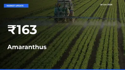 Amaranthus Mandi Prices Move in Sync Across Major Markets Today