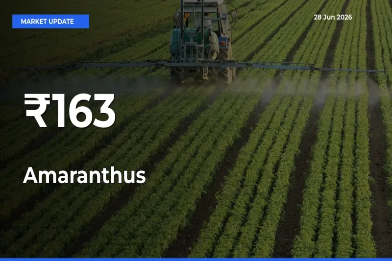 Amaranthus Mandi Prices Move in Sync Across Major Markets Today