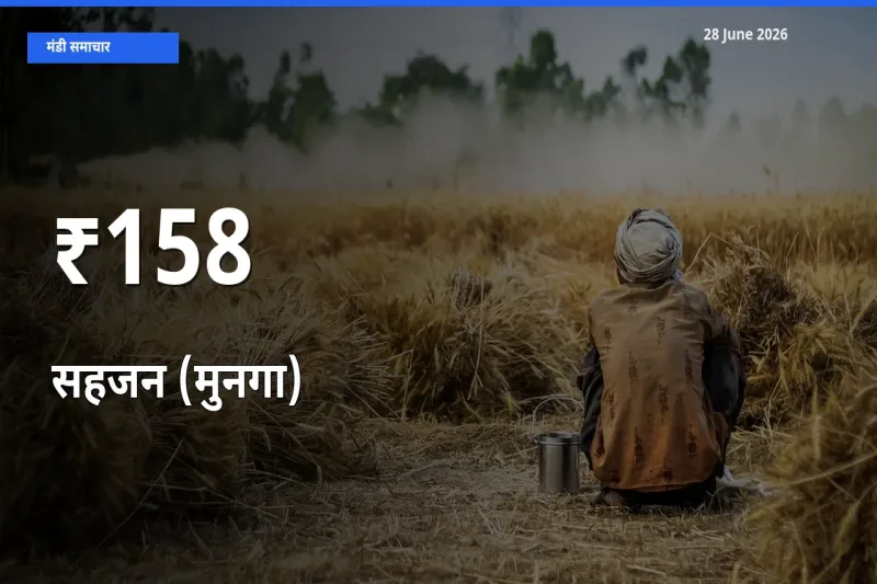 बाज़ार संकेत: सहजन (मुनगा) के भाव कई मंडियों में समान रुझान दिखा रहे