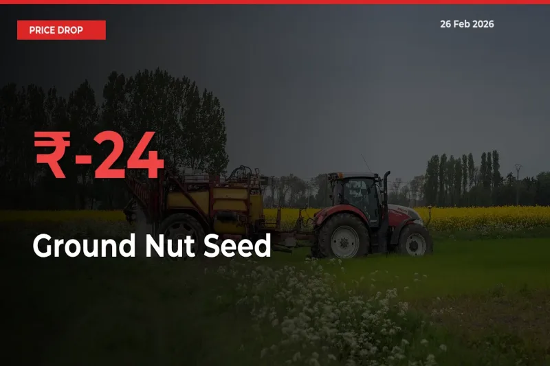 Sharp Fall! Ground Nut Seed Prices Plunge 24.25% in a Day at Key Mandis
