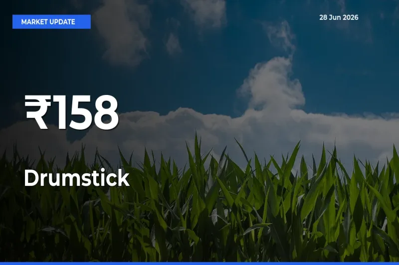 Drumstick Mandi Prices Move in Sync Across Major Markets Today