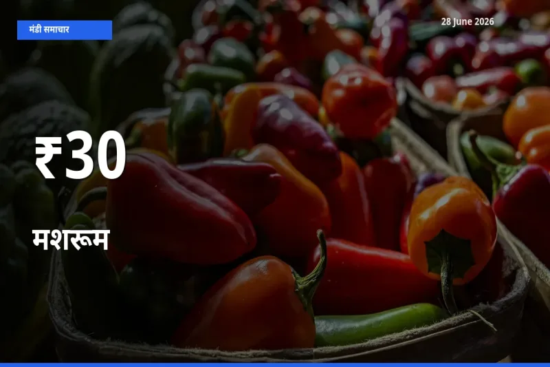 मशरूम के दाम 30+ मंडियों में बदले, बाज़ार का रुझान स्पष्ट