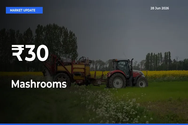 Mashrooms Rates Show Broad Movement Across 30+ Mandis