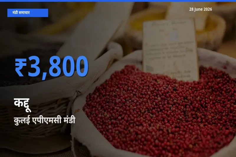 आज का मंडी भाव: कद्दू के सबसे ज़्यादा दाम कुलई एपीएमसी में