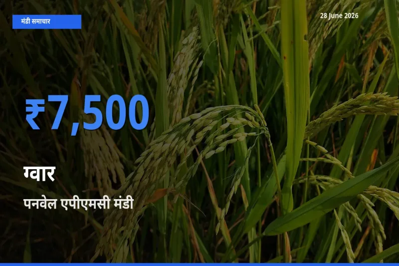 पनवेल एपीएमसी मंडी में आज ग्वार के सबसे ऊँचे दाम दर्ज