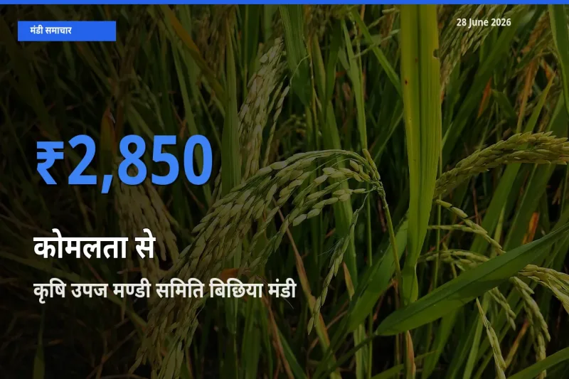 आज का मंडी भाव: कोमलता से के सबसे ज़्यादा दाम कृषि उपज मण्डी समिति बिछिया में