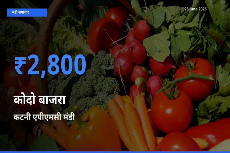 कटनी एपीएमसी में कोदो बाजरा का आज सबसे ऊँचा भाव