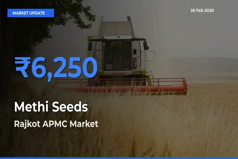Rajkot APMC Tops Methi Seeds Mandi Rates Today