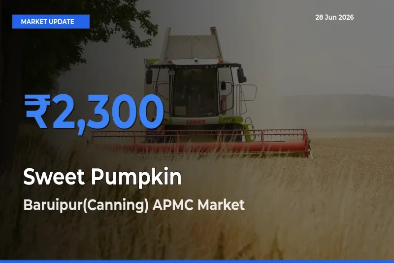 Baruipur(Canning) APMC Leads as Top Mandi for Sweet Pumpkin Prices