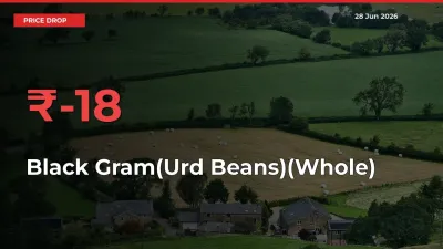 Black Gram(Urd Beans)(Whole) Mandi Rate Today: Prices Fall 17.76% at Market