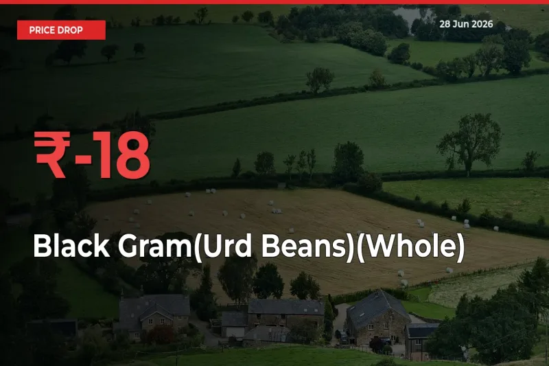 Black Gram(Urd Beans)(Whole) Mandi Rate Today: Prices Fall 17.76% at Market