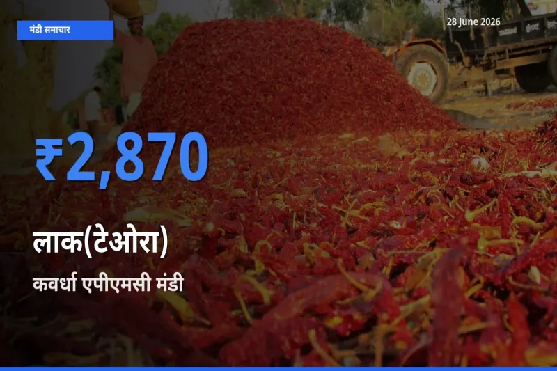 आज लाक(टेओरा) के सबसे ऊँचे दाम ₹2,870 कवर्धा एपीएमसी मंडी में