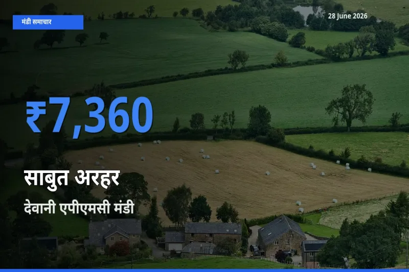 आज साबुत अरहर के सबसे ज़्यादा दाम देवानी एपीएमसी मंडी में दर्ज
