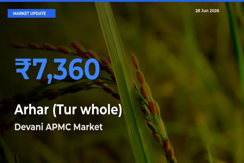 Market Watch: Devani APMC Becomes Top Mandi for Arhar (Tur whole)