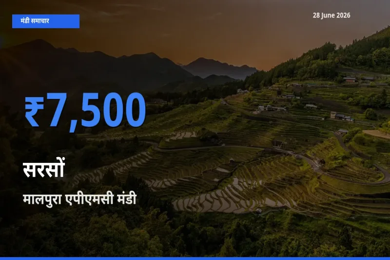 किसानों की पसंद बना मालपुरा एपीएमसी, सरसों के सबसे अच्छे दाम