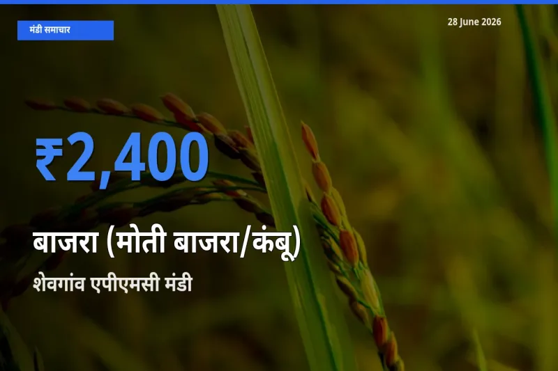 शेवगांव एपीएमसी मंडी में आज बाजरा (मोती बाजरा/कंबू) के सबसे ऊँचे दाम दर्ज