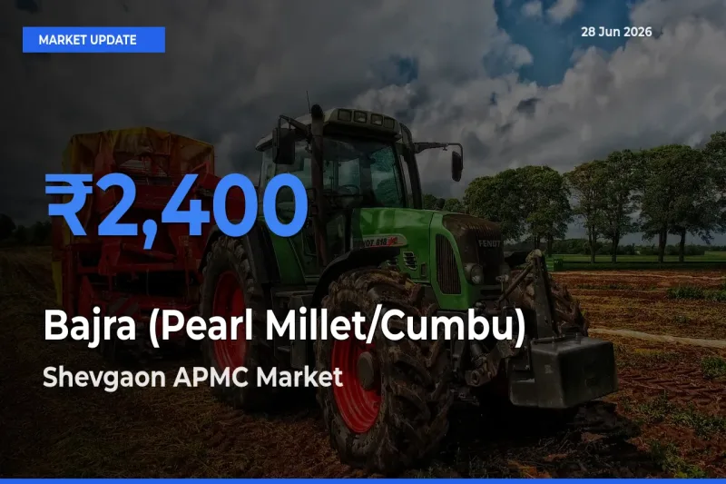 Shevgaon APMC Leads as Top Mandi for Bajra (Pearl Millet/Cumbu) Prices