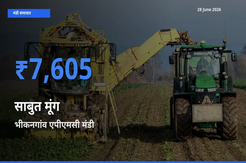 टॉप मंडी बना भीकनगांव एपीएमसी! साबुत मूंग के सबसे ऊँचे दाम यहीं दर्ज
