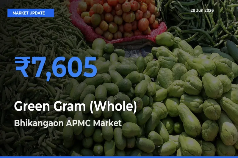 Green Gram (Whole) Mandi Rate Today: Bhikangaon APMC Tops the List