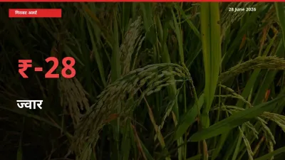 27.55% की गिरावट! मंडी में ज्वार के दाम अचानक टूटे