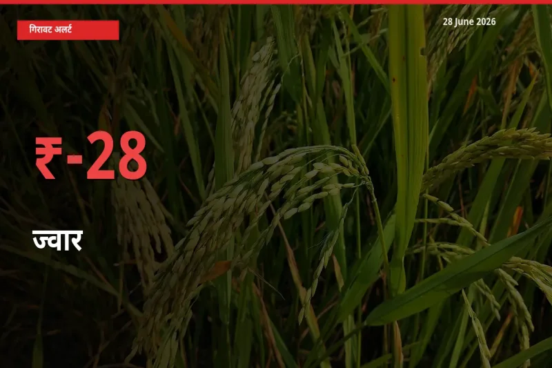27.55% की गिरावट! मंडी में ज्वार के दाम अचानक टूटे