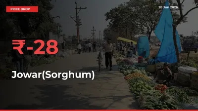 Jowar(Sorghum) Mandi Rate Today: Prices Fall 27.55% at Market