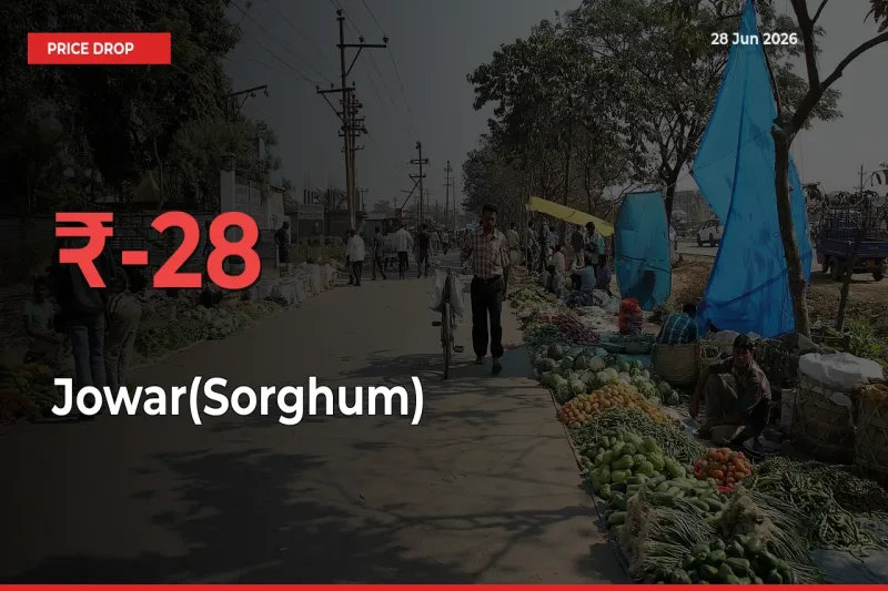 Jowar(Sorghum) Mandi Rate Today: Prices Fall 27.55% at Market