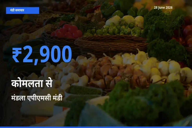 मंडला एपीएमसी में कोमलता से का आज सबसे ऊँचा भाव