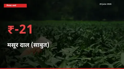 तेज़ गिरावट! मंडी में मसूर दाल (साबुत) के दाम 21.3% लुढ़के