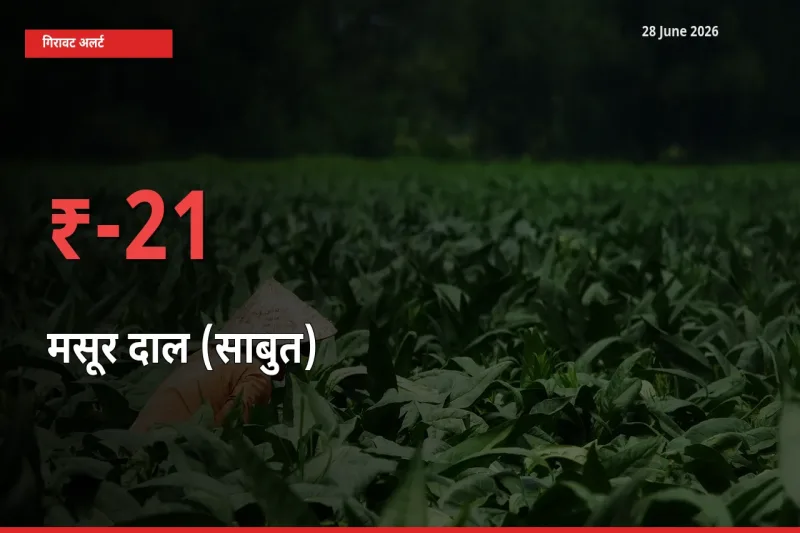 तेज़ गिरावट! मंडी में मसूर दाल (साबुत) के दाम 21.3% लुढ़के