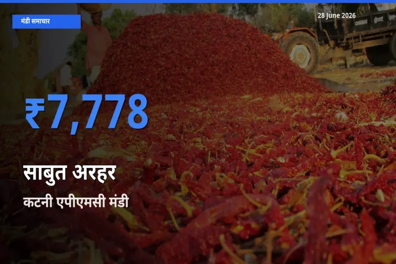 आज साबुत अरहर के सबसे ज़्यादा दाम कटनी एपीएमसी मंडी में दर्ज