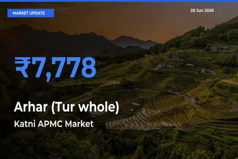 Katni APMC Leads as Top Mandi for Arhar (Tur whole) Prices