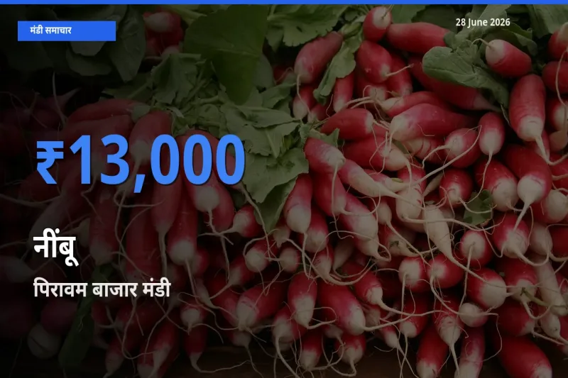 आज नींबू के सबसे ऊँचे दाम ₹13,000 पिरावम बाजार मंडी में