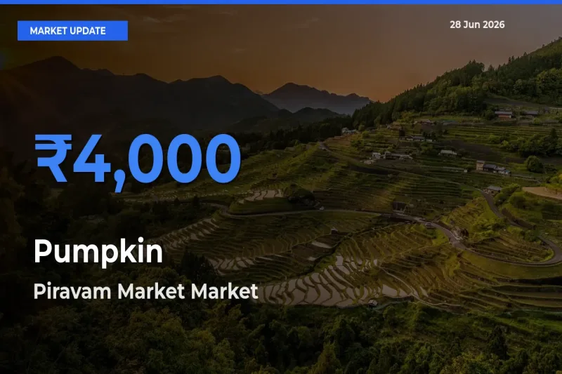 Piravam Market Offers ₹4,000 – Highest Pumpkin Rate Today
