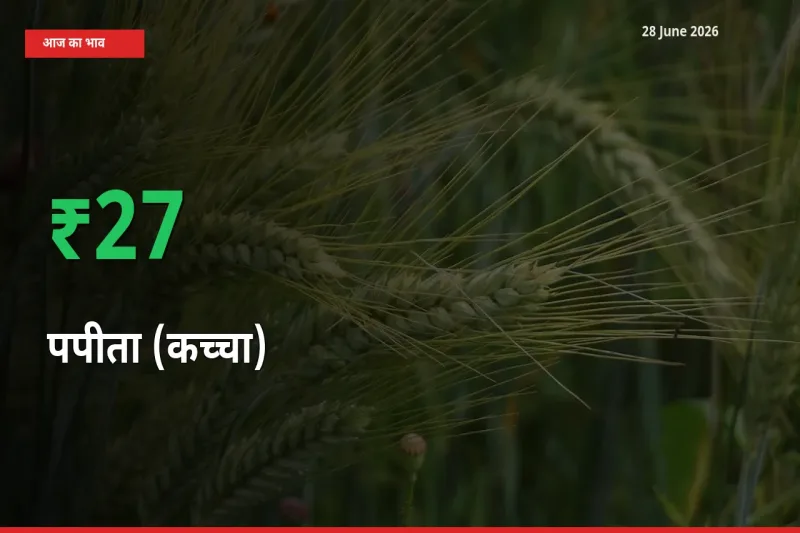 बाज़ार संकेत: पपीता (कच्चा) के भाव मंडी में 26.71% ऊपर