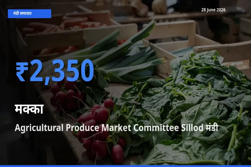आज का मंडी भाव: मक्का के सबसे ज़्यादा दाम Agricultural Produce Market Committee Sillod में