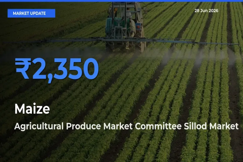 Farmers Prefer Agricultural Produce Market Committee Sillod as Maize Hits Highest Rate