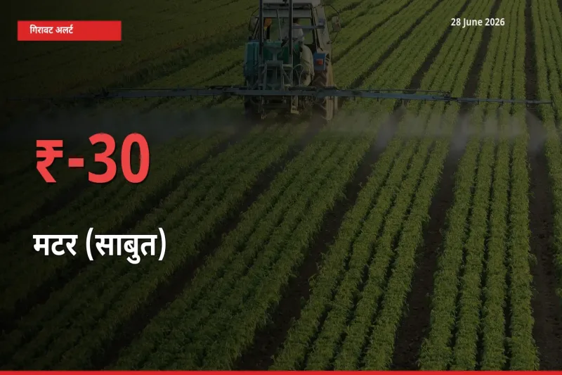 29.61% की गिरावट! मंडी में मटर (साबुत) के दाम अचानक टूटे