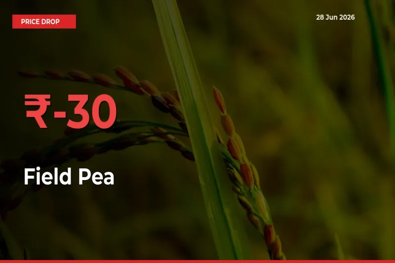 Field Pea Prices Drop 29.61% – June 28 Market Update from Mandis