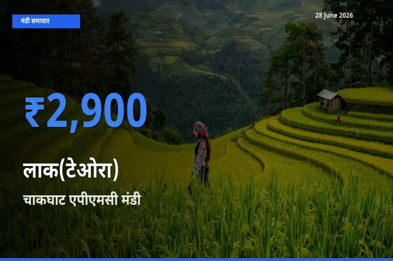 चाकघाट एपीएमसी में लाक(टेओरा) का आज सबसे ऊँचा भाव