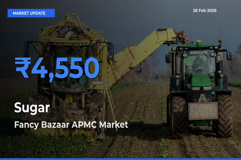 Farmers Prefer Fancy Bazaar APMC as Sugar Hits Highest Rate