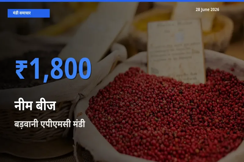 आज नीम बीज के सबसे ज़्यादा दाम बड़वानी एपीएमसी मंडी में दर्ज