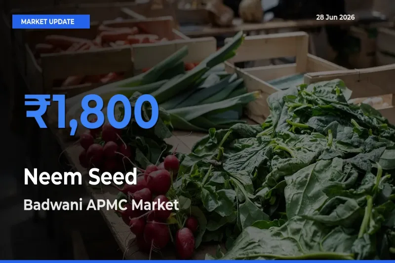Badwani APMC Offers ₹1,800 – Highest Neem Seed Rate Today