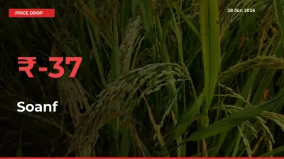 Why Soanf Prices Fell 36.83% in a Day at Mandis
