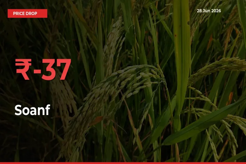 Why Soanf Prices Fell 36.83% in a Day at Mandis
