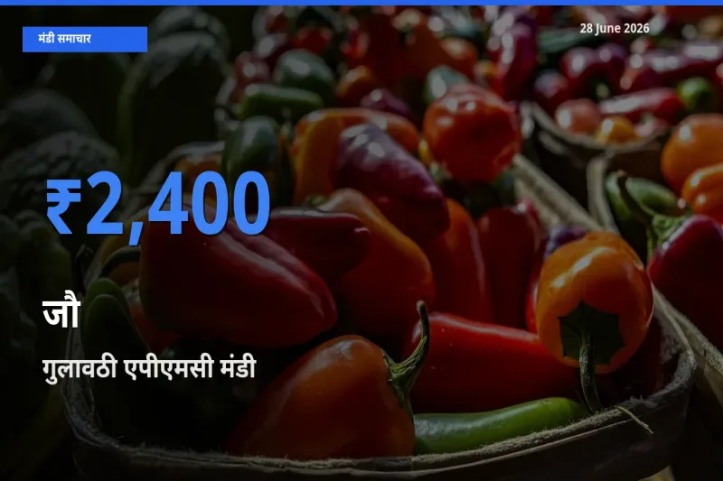 28 June अपडेट: जौ के सबसे ऊँचे दाम गुलावठी एपीएमसी मंडी में