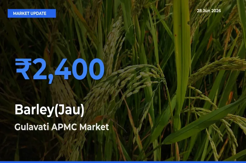 Top Performer! Gulavati APMC Offers Best Barley(Jau) Price Today