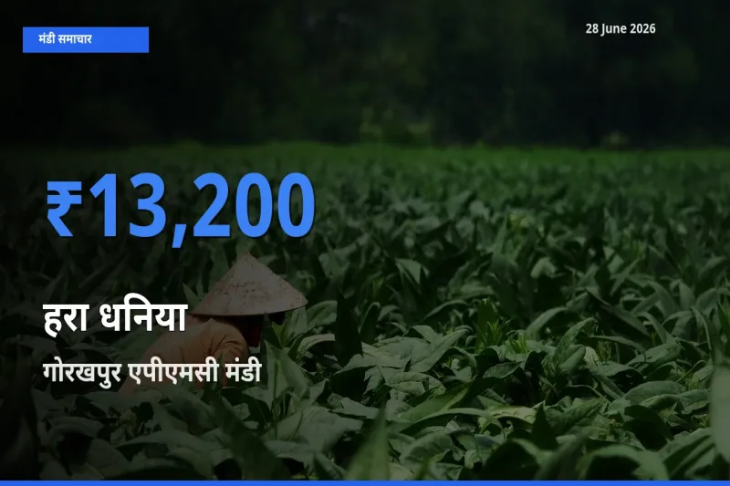 किसानों की पसंद बना गोरखपुर एपीएमसी, हरा धनिया के सबसे अच्छे दाम
