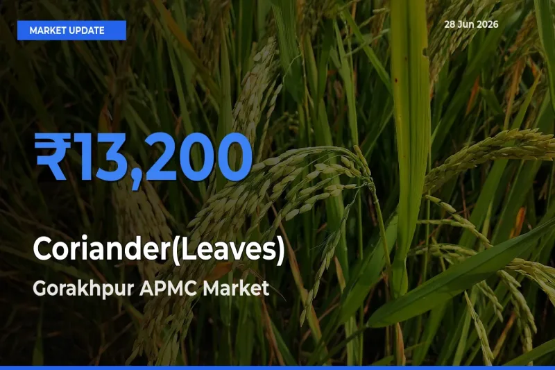 Gorakhpur APMC Offers ₹13,200 – Highest Coriander(Leaves) Rate Today