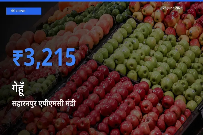 टॉप मंडी बना सहारनपुर एपीएमसी! गेहूँ के सबसे ऊँचे दाम यहीं दर्ज